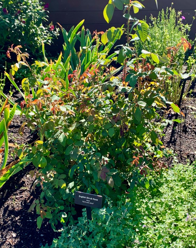 English Shrub Rose AvonontheLake Garden Club