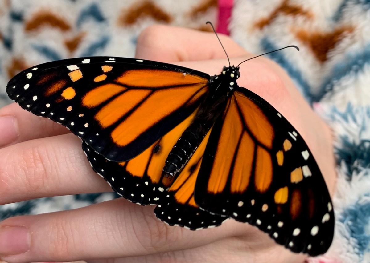 Butterfly Rescue ALGC Monarch Butterfly Rescue Project – Avon-on-the-Lake Garden Club