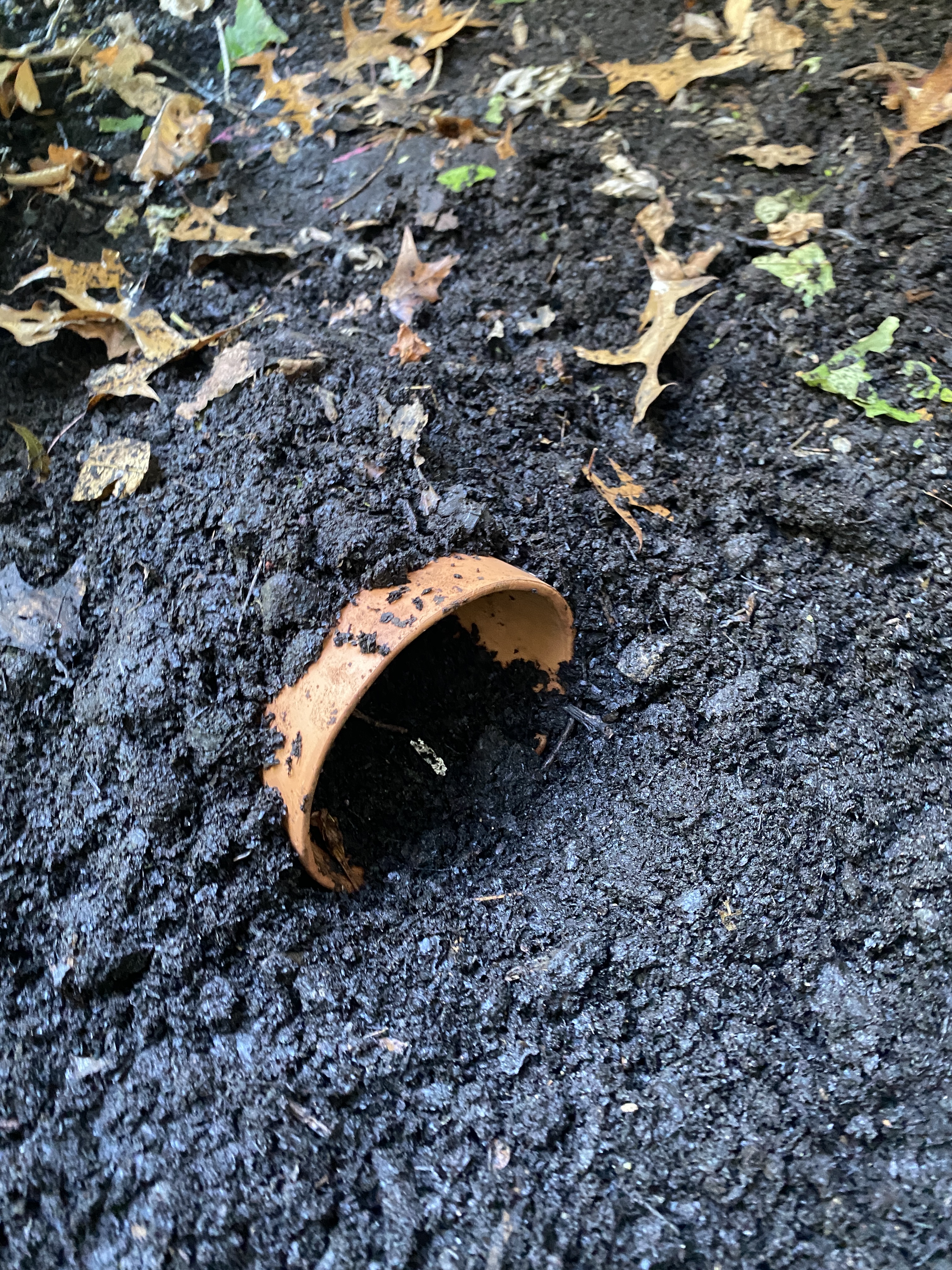 Toad house